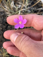 Phemeranthus calcaricus, photograph (c) Cody Stricker, some rights reserved (CC BY)