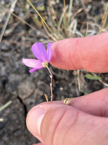 Phemeranthus calcaricus, photograph 4