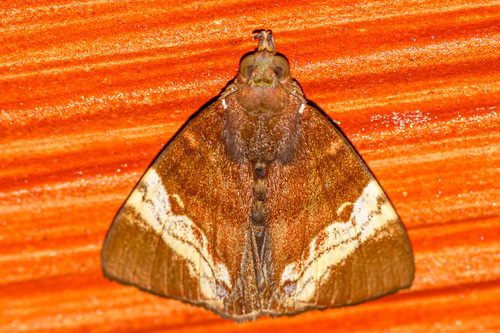 Heoeugorna ochrovittata