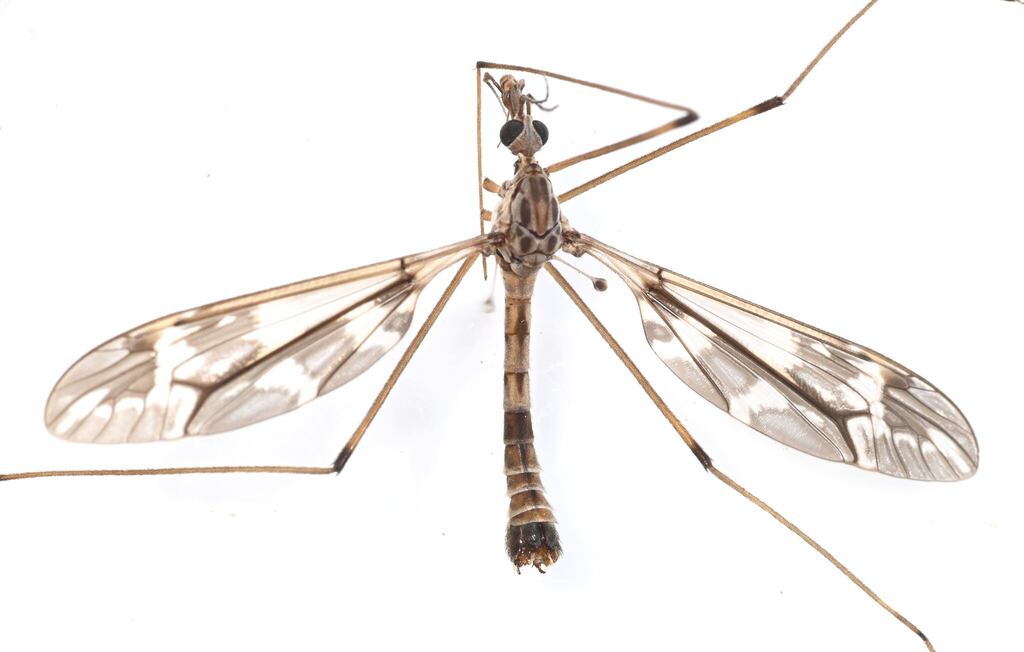 Tipula vittatipennis