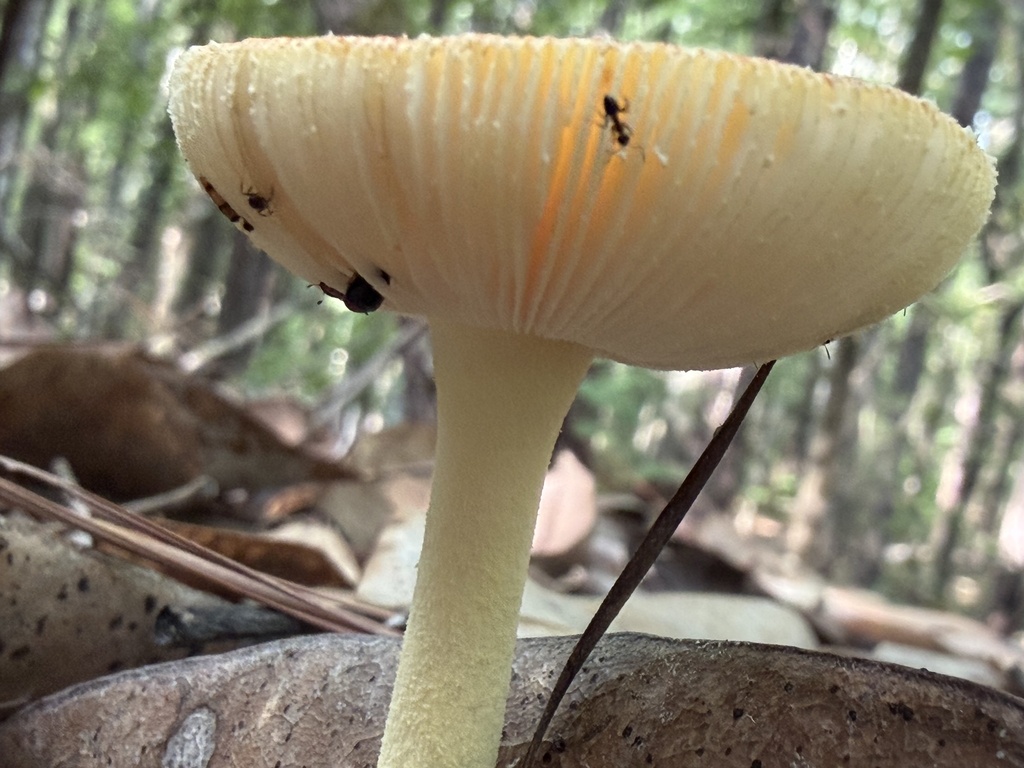 False Caesar's Mushroom · July 2026 · photo: Photo: (c) Djibo Zanzot, some rights reserved (CC BY-SA) · iNaturalist