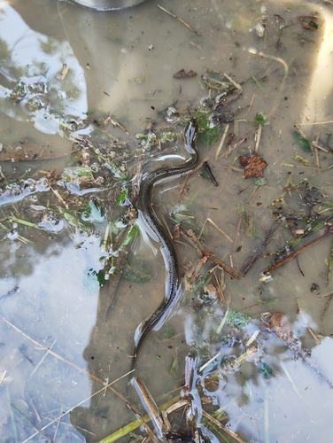 Hypsiscopus plumbea observed 2026-07-02