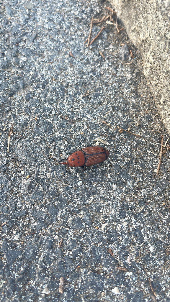 Roter Palmrüssler