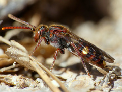 Nomada gracilis