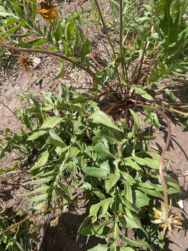 Balsamorhiza hookeri, 2026-06-28