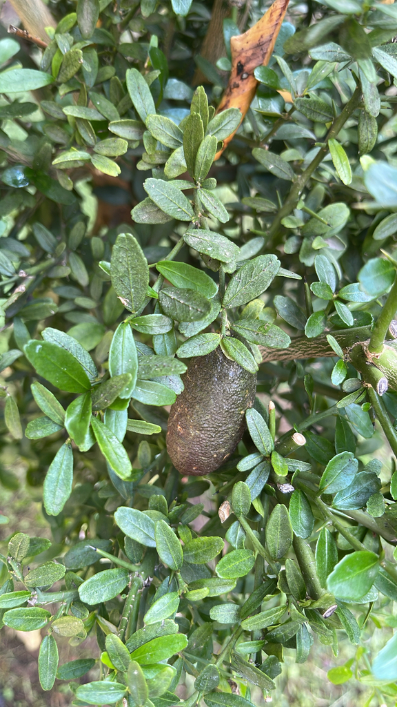 Finger Lime