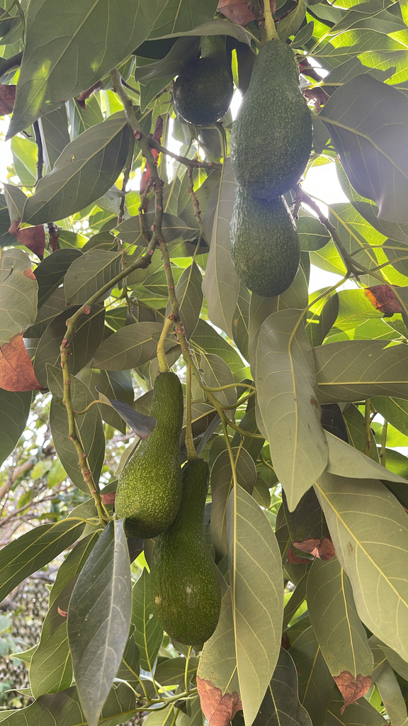 Avocado