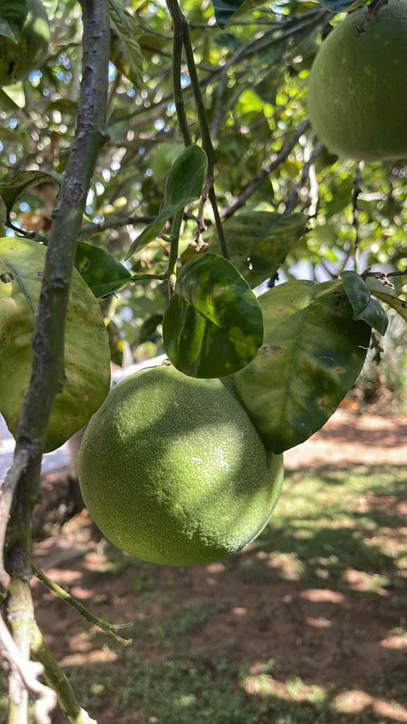 Pomelo