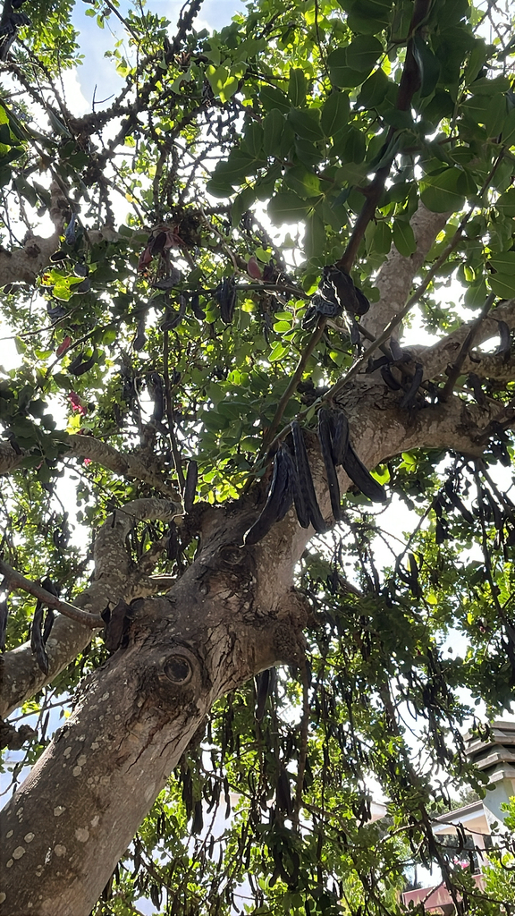 Carob tree