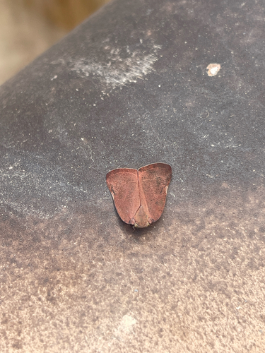 Brown Winged Plant Hopper