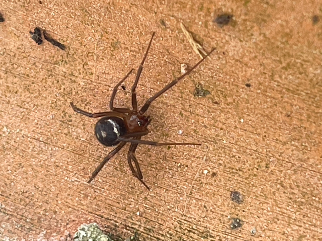 Große Fettspinne