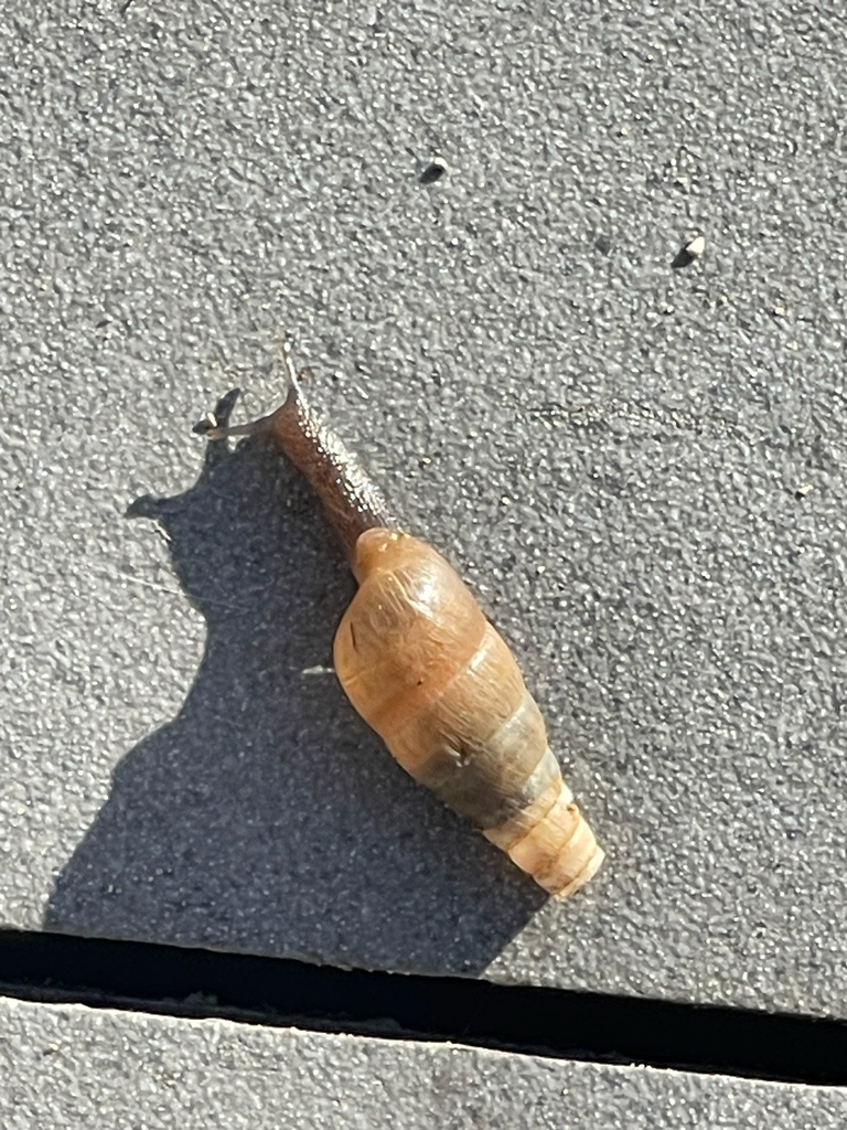Decollate Snail