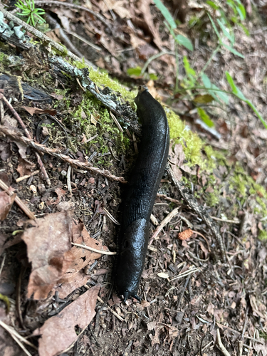 Pacific Banana Slug