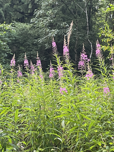 fireweed
