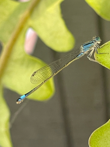 Große Pechlibelle