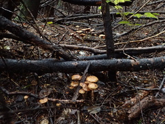 Pholiota subflammans