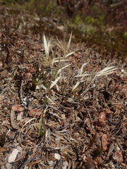 Dichanthelium implicatum