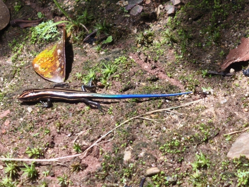 Japanese Skink