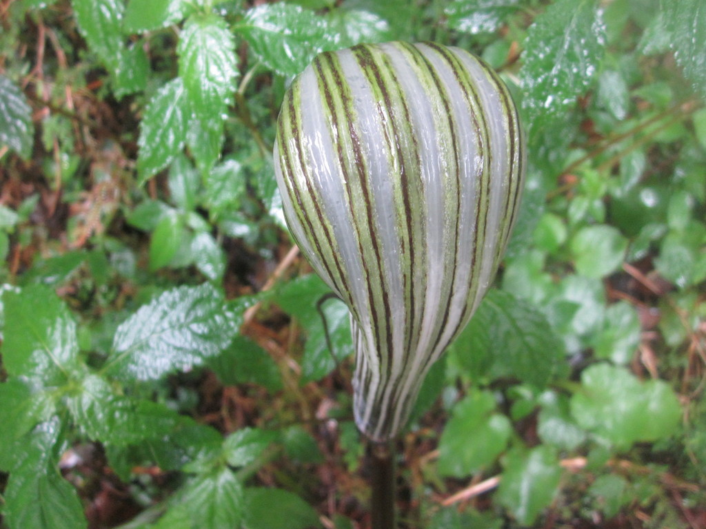 Arisaema polyphyllum