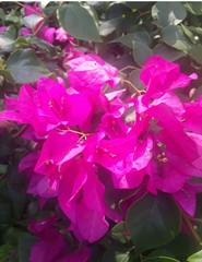 Bougainvillea