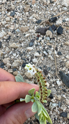 Heliotropium curassavicum observed 2026-07-01