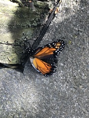 Danaus plexippus