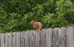 Sciurus niger