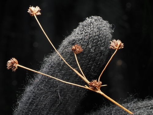 Juncus planifolius, photograph 3