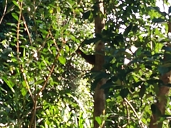 Penelope obscura