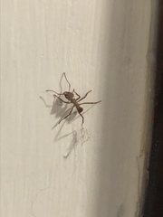 Acromyrmex octospinosus