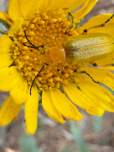 Zonitis sayi photo 5