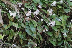 Schizocodon ilicifolius intercedens