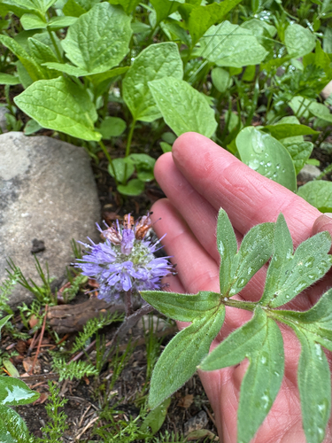 Hydrophyllum capitatum observed 2026-07-01