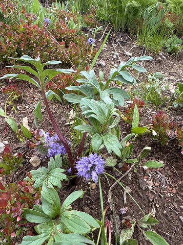 Hydrophyllum capitatum observed 2026-07-01