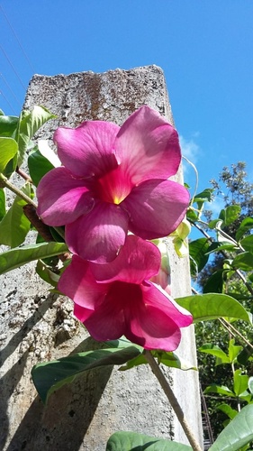 Allamanda blanchetii image