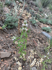 Monarda pectinata, photograph (c) Jared Lincenberg, some rights reserved (CC BY)