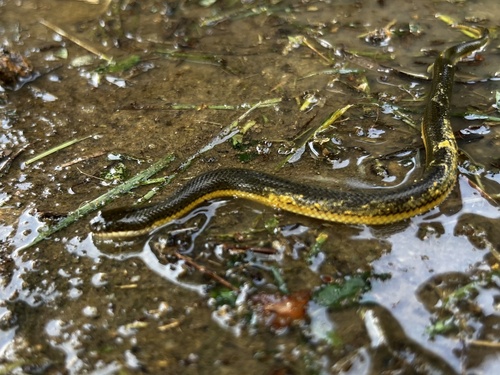 Hypsiscopus plumbea observed 2026-07-02