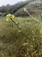 Apterobittacus apterus