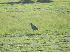 Theristicus caerulescens