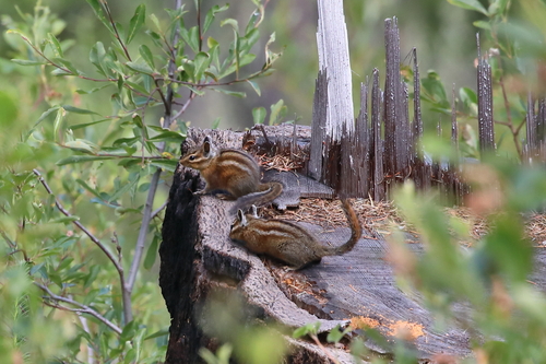 Siskiyou Chipmunk observed by rjadams55