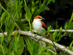 Certhiaxis mustelinus