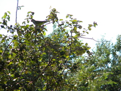 Myiopsitta monachus cotorra