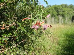Dolichandra cynanchoides