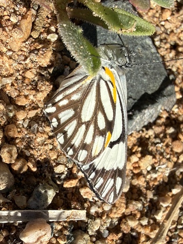 Brown-veined White