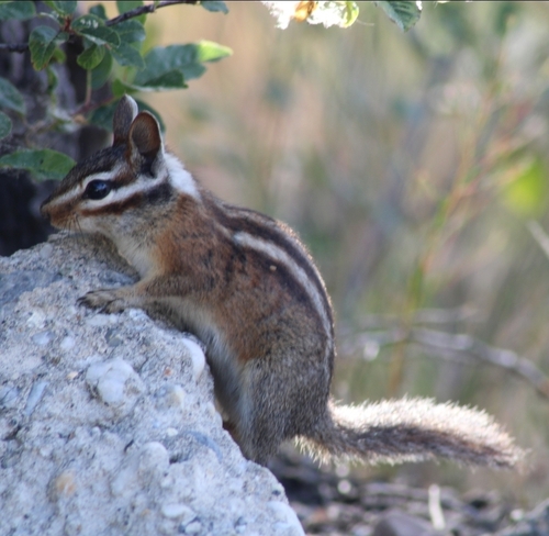 Long-eared Chipmunk observed by avri_24