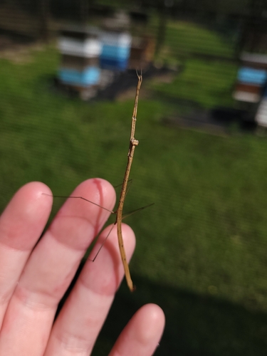 American Grass Mantis photo 4