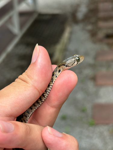 Yellow-spotted Keelback