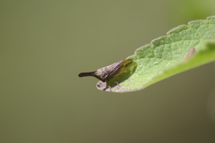 Aconophora compressa