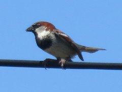 Passer domesticus