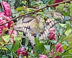 Heraclides cresphontes